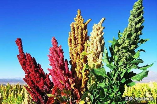 藜麥 超級食品的真相與可持續種植挑戰